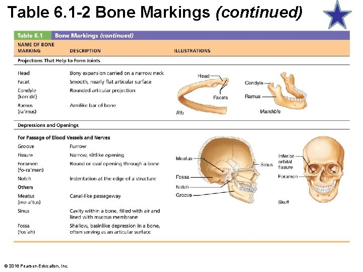 Table 6. 1 -2 Bone Markings (continued) © 2016 Pearson Education, Inc. 