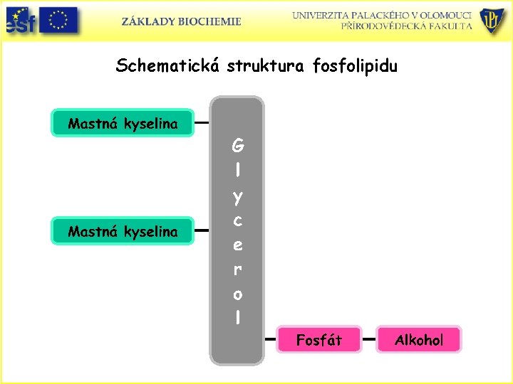 Schematická struktura fosfolipidu 