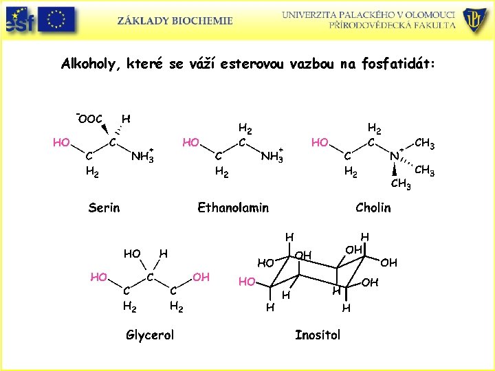 Alkoholy, které se váží esterovou vazbou na fosfatidát: 