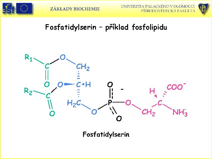 Fosfatidylserin – příklad fosfolipidu Fosfatidylserin – příklad fosfolipidu