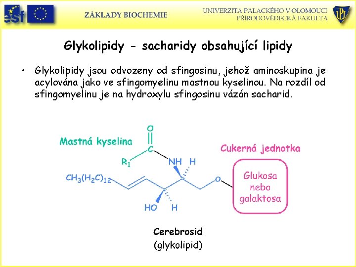 Glykolipidy - sacharidy obsahující lipidy • Glykolipidy jsou odvozeny od sfingosinu, jehož aminoskupina je Glykolipidy - sacharidy obsahující lipidy • Glykolipidy jsou odvozeny od sfingosinu, jehož aminoskupina je