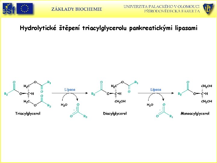 Hydrolytické štěpení triacylglycerolu pankreatickými lipasami 
