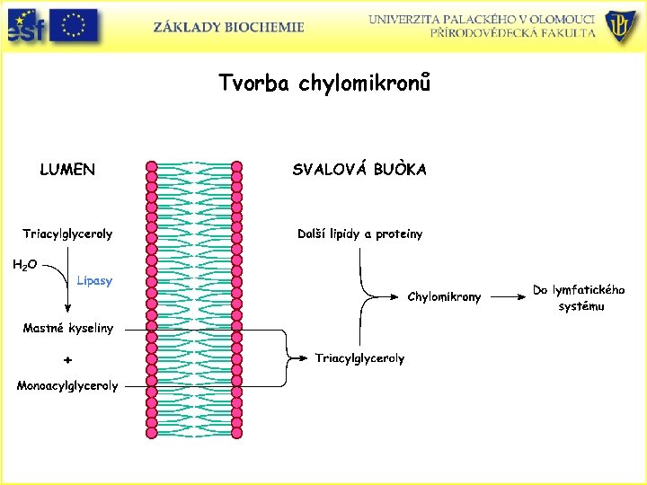 Tvorba chylomikronů Tvorba chylomikronů