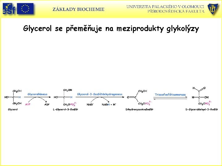 Glycerol se přeměňuje na meziprodukty glykolýzy Glycerol se přeměňuje na meziprodukty glykolýzy