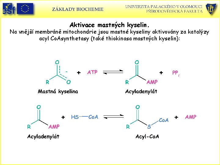 Aktivace mastných kyselin. Na vnější membráně mitochondrie jsou mastné kyseliny aktivovány za katalýzy acyl Aktivace mastných kyselin. Na vnější membráně mitochondrie jsou mastné kyseliny aktivovány za katalýzy acyl