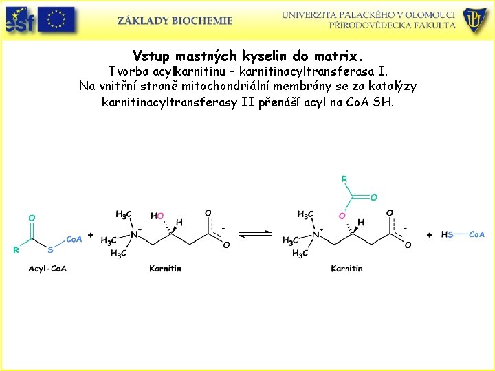 Vstup mastných kyselin do matrix. Tvorba acylkarnitinu – karnitinacyltransferasa I. Na vnitřní straně mitochondriální