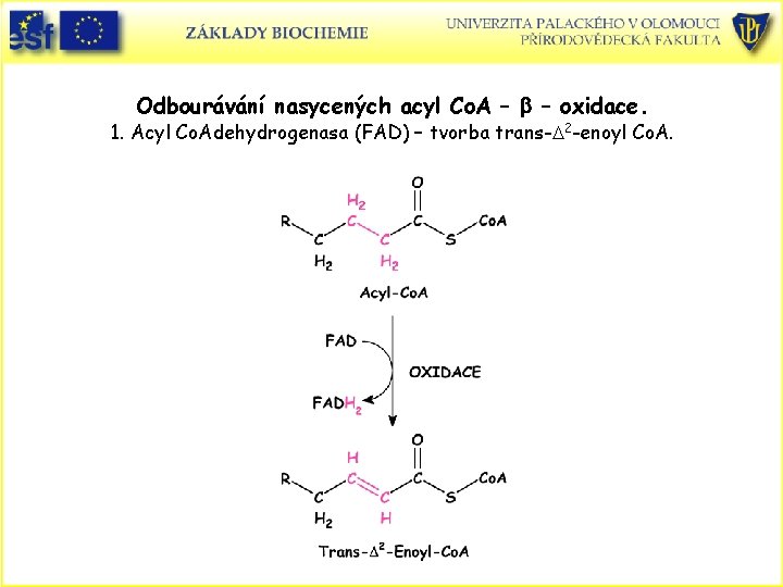 Odbourávání nasycených acyl Co. A – b – oxidace. 1. Acyl Co. Adehydrogenasa (FAD) Odbourávání nasycených acyl Co. A – b – oxidace. 1. Acyl Co. Adehydrogenasa (FAD)