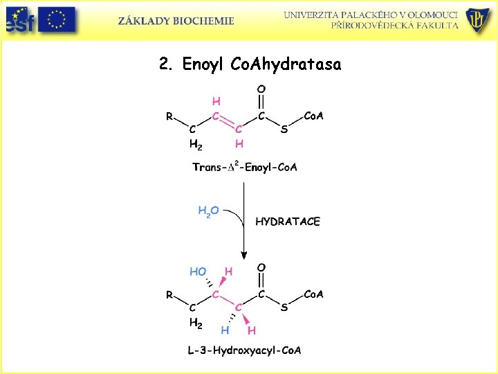 2. Enoyl Co. Ahydratasa 2. Enoyl Co. Ahydratasa