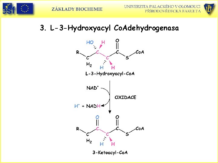 3. L-3 -Hydroxyacyl Co. Adehydrogenasa 3. L-3 -Hydroxyacyl Co. Adehydrogenasa