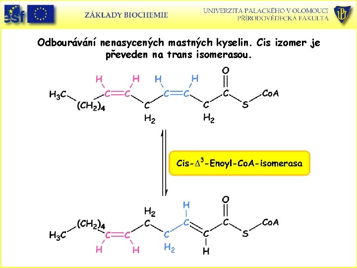 Odbourávání nenasycených mastných kyselin. Cis izomer je převeden na trans isomerasou. 