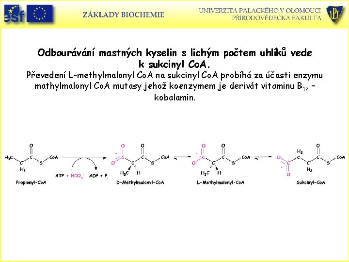 Odbourávání mastných kyselin s lichým počtem uhlíků vede k sukcinyl Co. A. Převedení L-methylmalonyl
