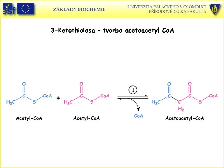 3 -Ketothiolasa – tvorba acetoacetyl Co. A 3 -Ketothiolasa – tvorba acetoacetyl Co. A