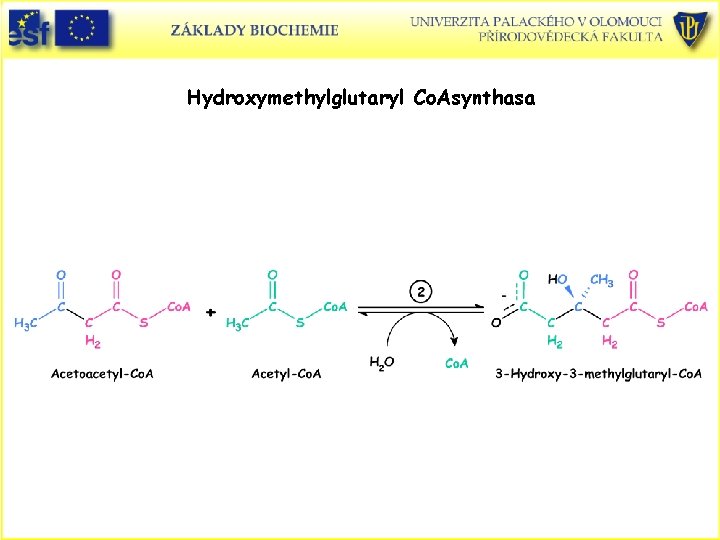 Hydroxymethylglutaryl Co. Asynthasa 