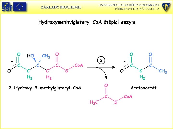Hydroxymethylglutaryl Co. A štěpící enzym 