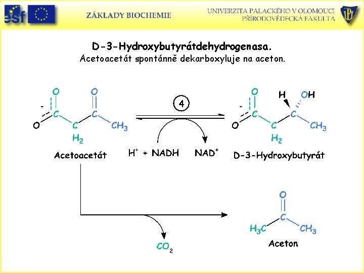 D-3 -Hydroxybutyrátdehydrogenasa. Acetoacetát spontánně dekarboxyluje na aceton. 