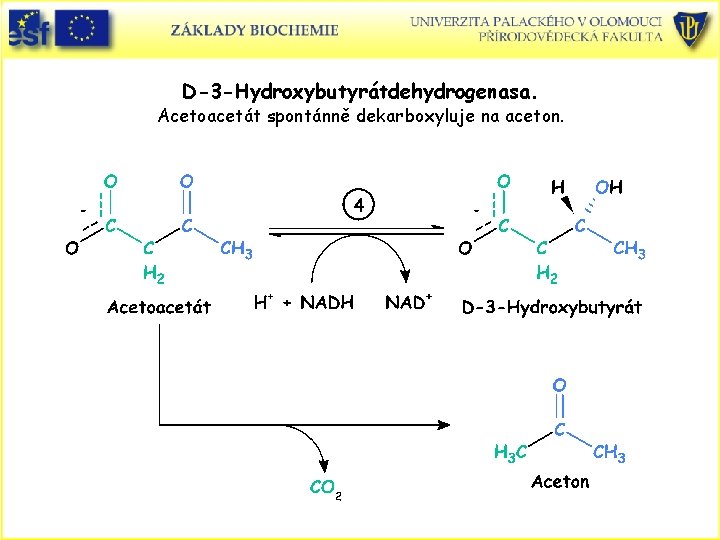 D-3 -Hydroxybutyrátdehydrogenasa. Acetoacetát spontánně dekarboxyluje na aceton. D-3 -Hydroxybutyrátdehydrogenasa. Acetoacetát spontánně dekarboxyluje na aceton.