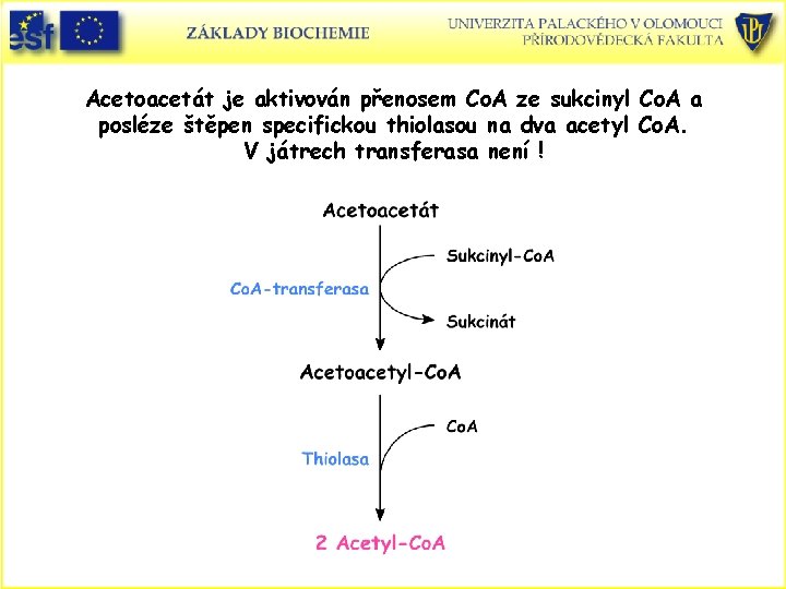 Acetoacetát je aktivován přenosem Co. A ze sukcinyl Co. A a posléze štěpen specifickou
