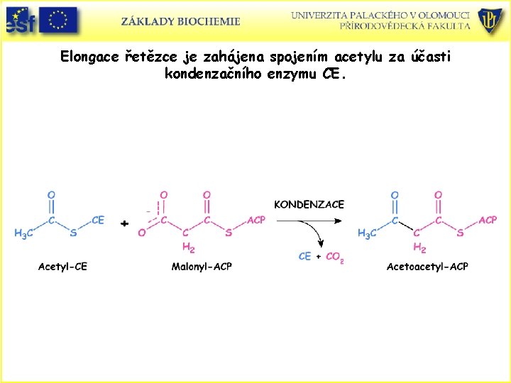 Elongace řetězce je zahájena spojením acetylu za účasti kondenzačního enzymu CE. 