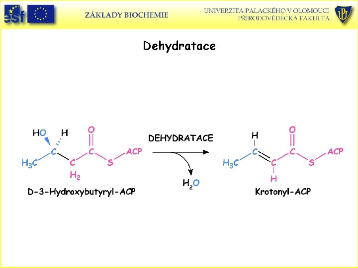 Dehydratace Dehydratace