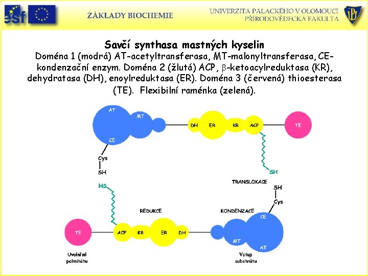 Savčí synthasa mastných kyselin Doména 1 (modrá) AT-acetyltransferasa, MT-malonyltransferasa, CEkondenzační enzym. Doména 2 (žlutá) Savčí synthasa mastných kyselin Doména 1 (modrá) AT-acetyltransferasa, MT-malonyltransferasa, CEkondenzační enzym. Doména 2 (žlutá)