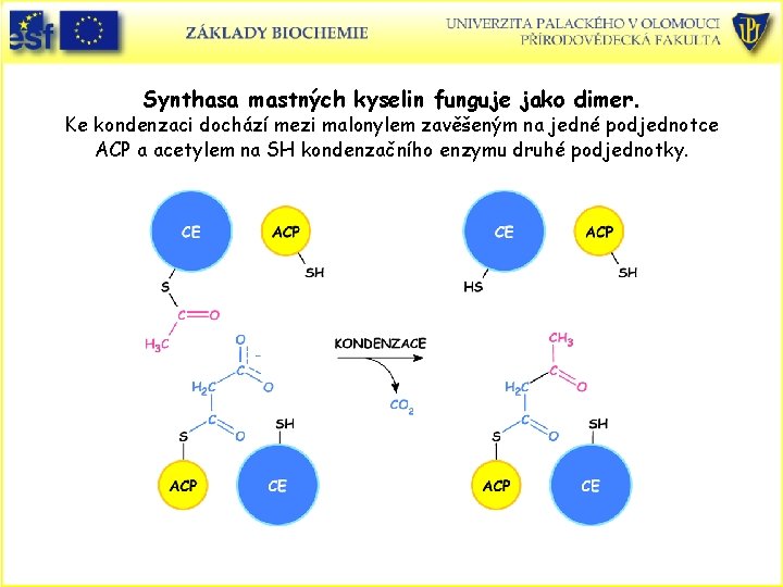 Synthasa mastných kyselin funguje jako dimer. Ke kondenzaci dochází mezi malonylem zavěšeným na jedné