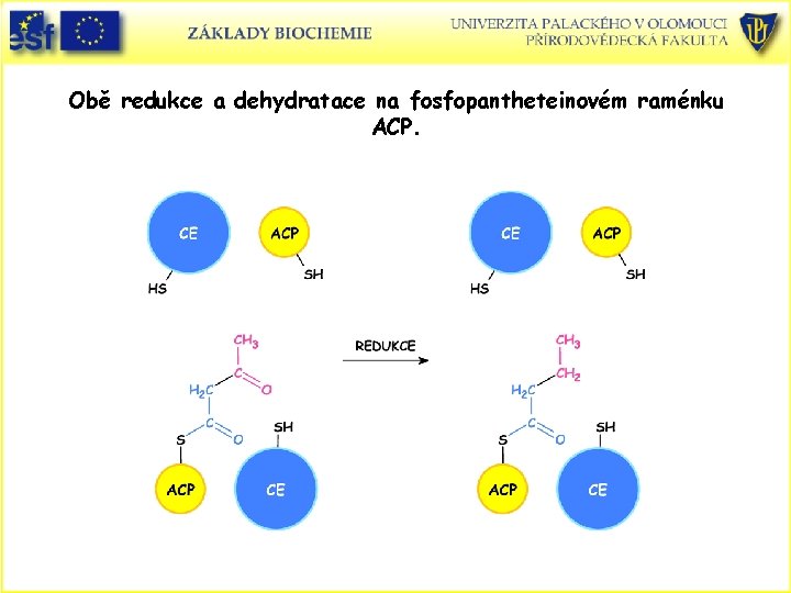 Obě redukce a dehydratace na fosfopantheteinovém raménku ACP. 