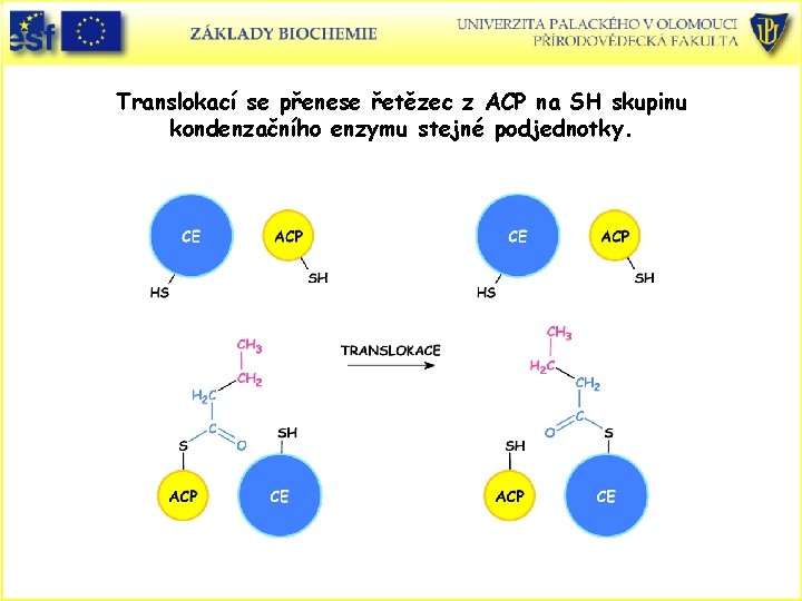Translokací se přenese řetězec z ACP na SH skupinu kondenzačního enzymu stejné podjednotky. Translokací se přenese řetězec z ACP na SH skupinu kondenzačního enzymu stejné podjednotky.