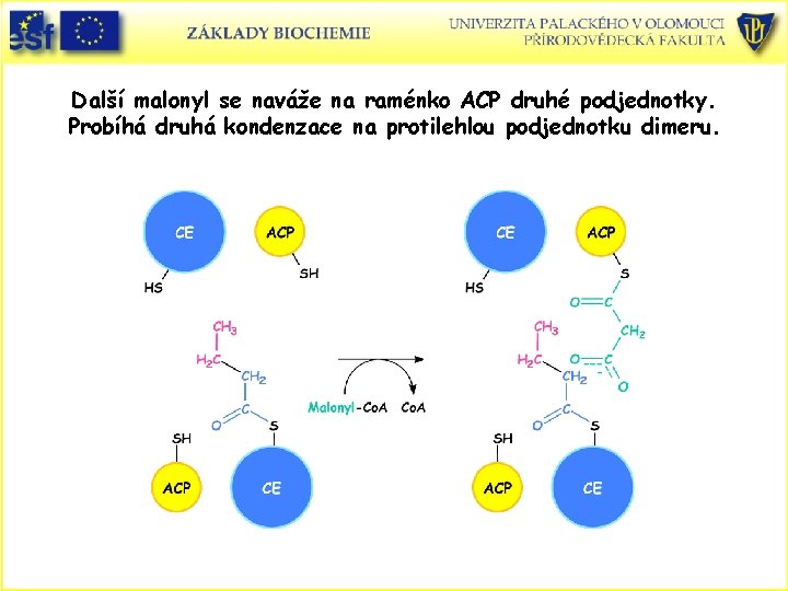 Další malonyl se naváže na raménko ACP druhé podjednotky. Probíhá druhá kondenzace na protilehlou