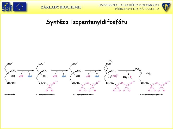Syntéza isopentenyldifosfátu Syntéza isopentenyldifosfátu