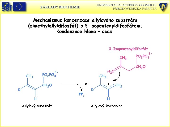 Mechanismus kondenzace allylového substrátu (dimethylallyldifosfát) s 3 -isopentenyldifosfátem. Kondenzace hlava – ocas. Mechanismus kondenzace allylového substrátu (dimethylallyldifosfát) s 3 -isopentenyldifosfátem. Kondenzace hlava – ocas.