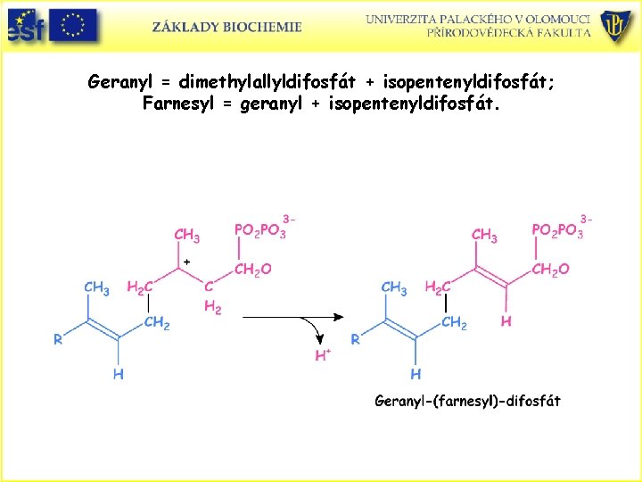 Geranyl = dimethylallyldifosfát + isopentenyldifosfát; Farnesyl = geranyl + isopentenyldifosfát. 