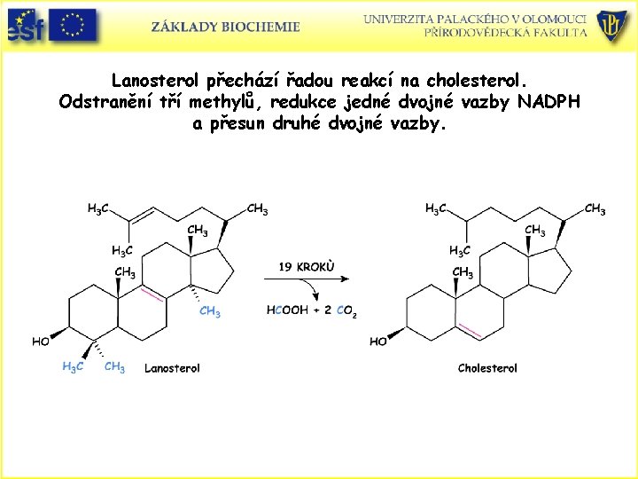 Lanosterol přechází řadou reakcí na cholesterol. Odstranění tří methylů, redukce jedné dvojné vazby NADPH Lanosterol přechází řadou reakcí na cholesterol. Odstranění tří methylů, redukce jedné dvojné vazby NADPH