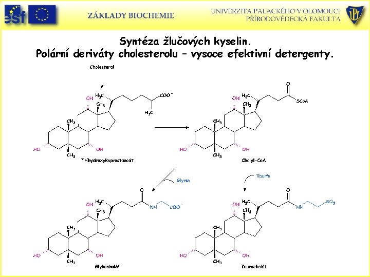 Syntéza žlučových kyselin. Polární deriváty cholesterolu – vysoce efektivní detergenty. 