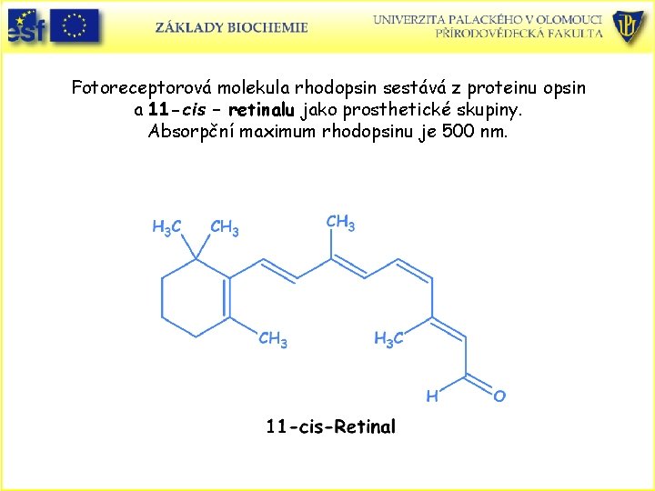 Fotoreceptorová molekula rhodopsin sestává z proteinu opsin a 11 -cis – retinalu jako prosthetické Fotoreceptorová molekula rhodopsin sestává z proteinu opsin a 11 -cis – retinalu jako prosthetické