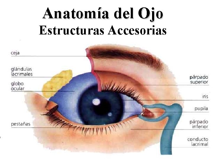 Anatomía del Ojo Estructuras Accesorias 