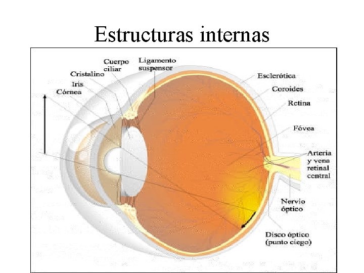 Estructuras internas 