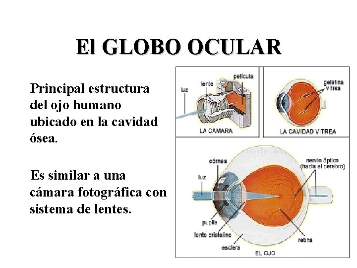 El GLOBO OCULAR Principal estructura del ojo humano ubicado en la cavidad ósea. Es