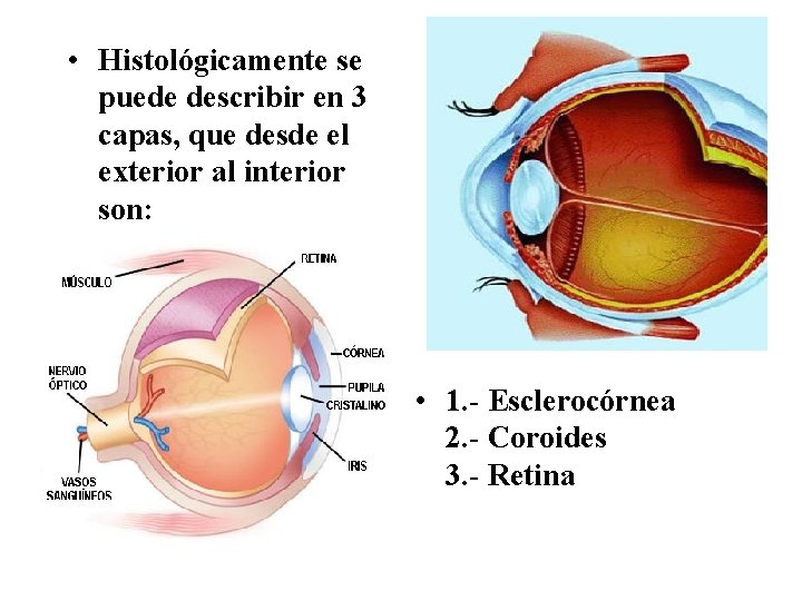  • Histológicamente se puede describir en 3 capas, que desde el exterior al