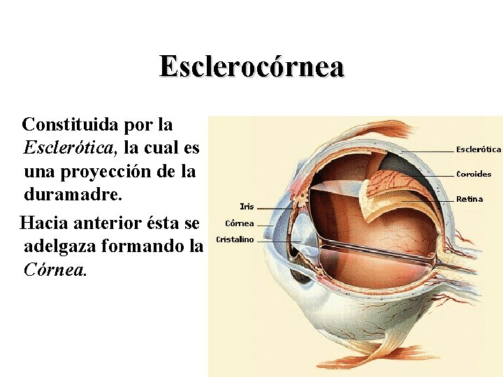 Esclerocórnea Constituida por la Esclerótica, la cual es una proyección de la duramadre. Hacia