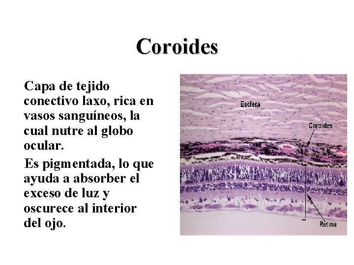 Coroides Capa de tejido conectivo laxo, rica en vasos sanguíneos, la cual nutre al