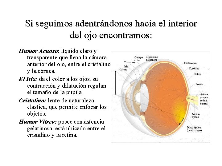 Si seguimos adentrándonos hacia el interior del ojo encontramos: Humor Acuoso: líquido claro y