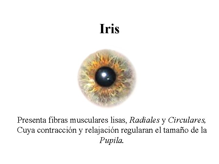 Iris Presenta fibras musculares lisas, Radiales y Circulares, Cuya contracción y relajación regularan el