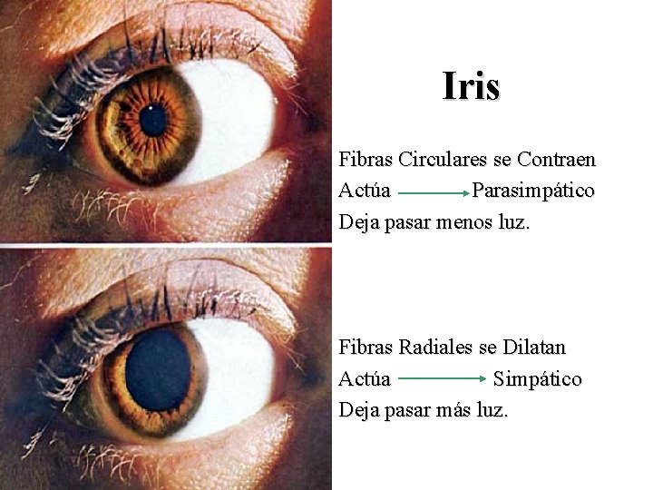 Iris Fibras Circulares se Contraen Actúa Parasimpático Deja pasar menos luz. Fibras Radiales se