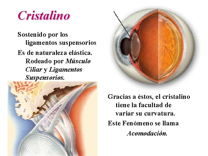 Cristalino Sostenido por los ligamentos suspensorios. Es de naturaleza elástica. Rodeado por Músculo Ciliar