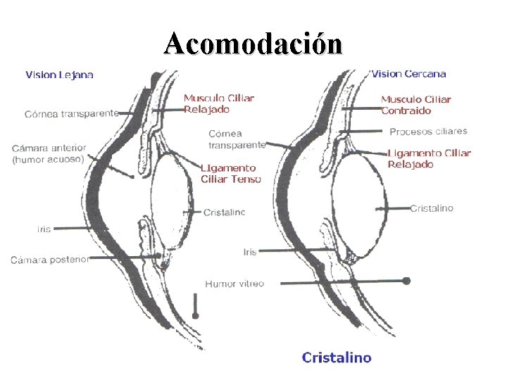 Acomodación 