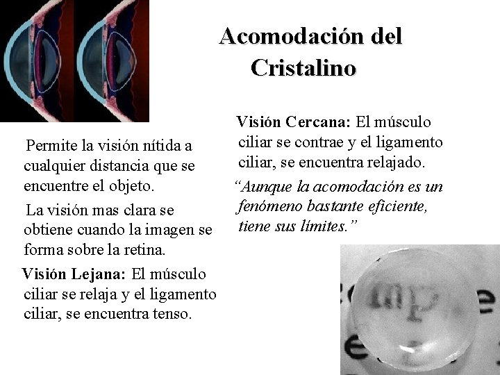 Acomodación del Cristalino Visión Cercana: El músculo ciliar se contrae y el ligamento Permite