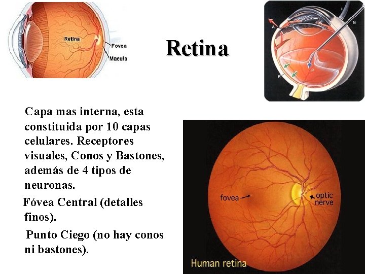 Retina Capa mas interna, esta constituida por 10 capas celulares. Receptores visuales, Conos y