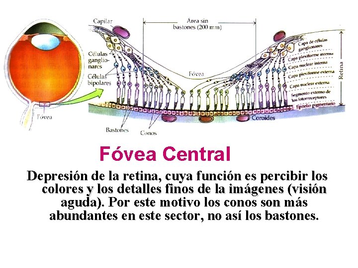 Fóvea Central Depresión de la retina, cuya función es percibir los colores y los