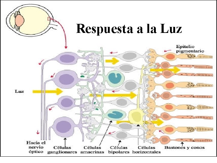 Respuesta a la Luz 