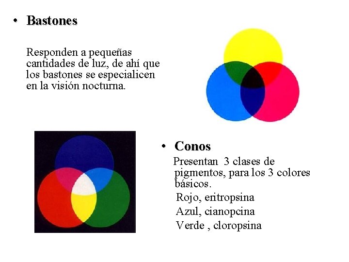  • Bastones Responden a pequeñas cantidades de luz, de ahí que los bastones